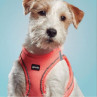 Gloria Pets Arnés Air Mesh Trek Star Naranja