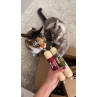 Naturextra Cat Michi-Cha Pollo y Zanahoria 150gr