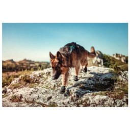 Non-Stop Cinturón trekking Azul - Superguau Zaragoza