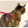 Easy Walk Arnés con Correa para Gato