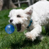 Kong Squeez Action Ball 3 ud- tienda en Zaragoza,Superguau