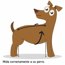 Chubasquero completo para perros
