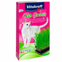 Hierba para gatos Vitakraft