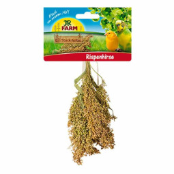 Panícula de mijo JR Farm