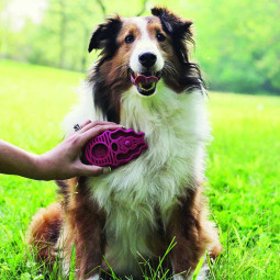 Kong ZoomGroom