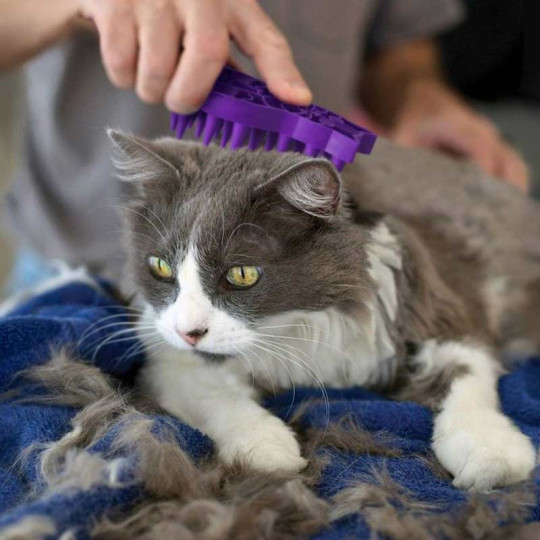 Kong ZoomGroom Gato