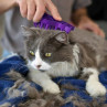 Kong ZoomGroom Gato
