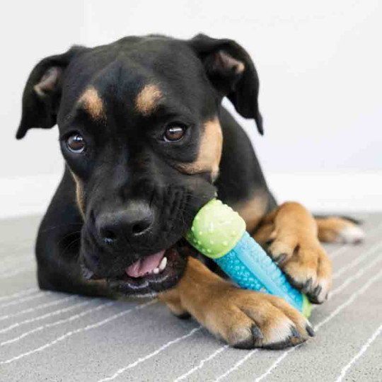 Kong Goodie Bone Extreme