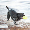 Air Fooball Squeaker