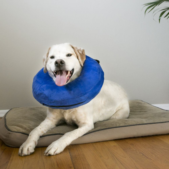 Collar Kong Cloud inflable