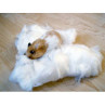 ALGODON BLANCO HAMSTER ZOO BEST