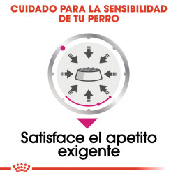 Royal Canin Comida Humeda Exigent