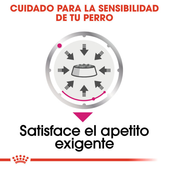 Royal Canin Comida Humeda Exigent