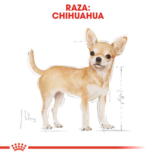 Royal Canin Comida Humeda Chihuahua