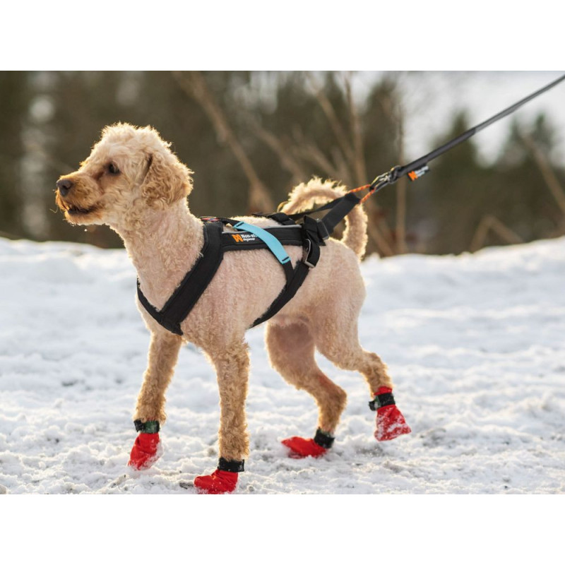 Arnes dogwear freemotion
