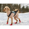 Arnes dogwear freemotion