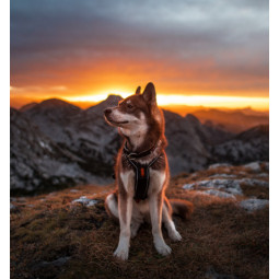 Collar polar dogwear