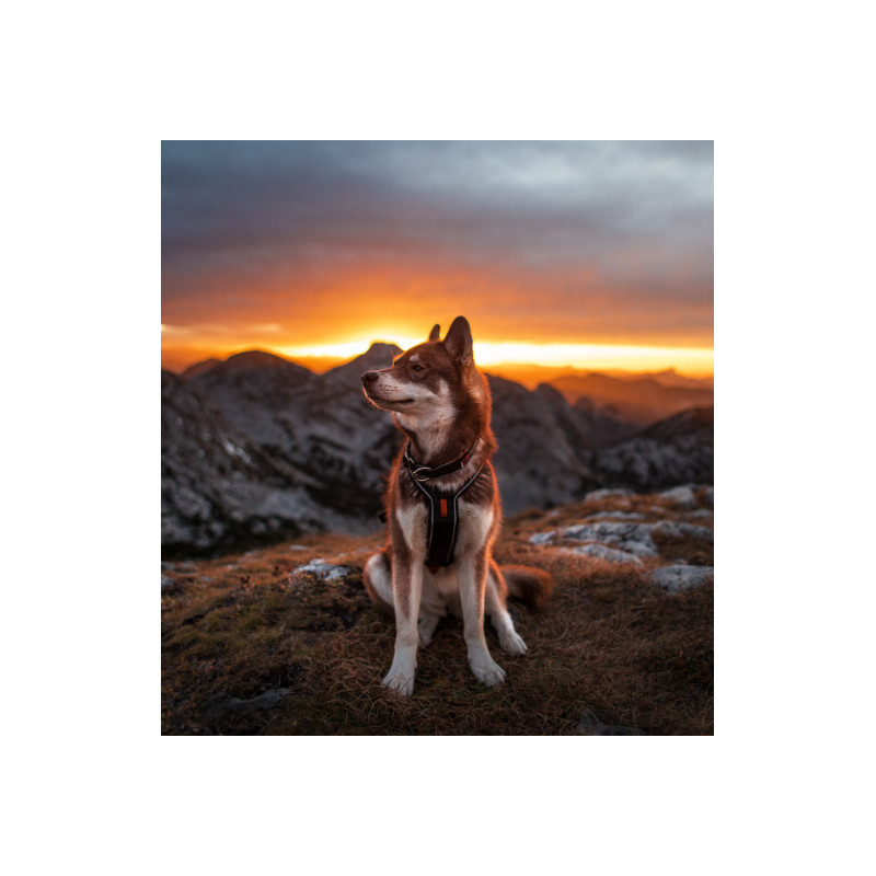 Collar polar dogwear