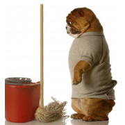 Productos de limpieza para casas con perros - Comprar en Zaragoza, Superguau